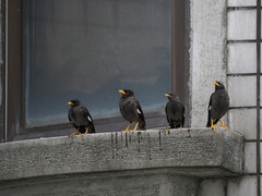 Acridotheres javanicus