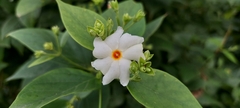Nyctanthes arbor-tristis