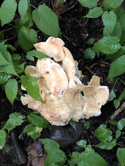 Climacocystis borealis