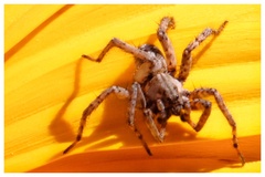 Lycosidae