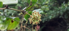 Smilax ovalifolia