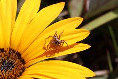 Lycosidae
