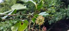 Smilax ovalifolia