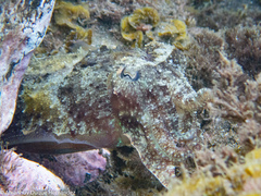 Telmatactis cricoides