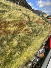 Agrostis capillaris