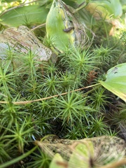 Polytrichum
