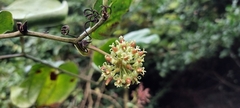 Smilax ovalifolia