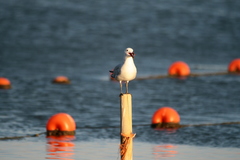 Ichthyaetus audouinii