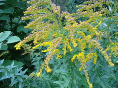 Solidago