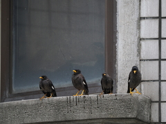 Acridotheres javanicus