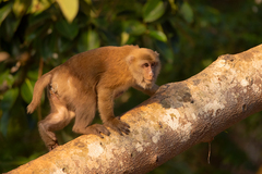 Macaca assamensis