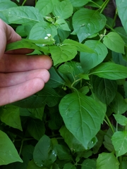 Solanum nigrum