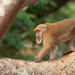 Assam Macaque - Photo (c) ayuwat, some rights reserved (CC BY-NC)