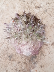 Spondylus gaederopus