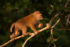 Macaca assamensis
