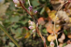 Cuscuta lupuliformis