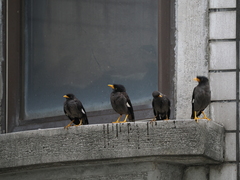 Acridotheres javanicus