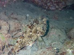Scorpaena porcus