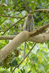 Macaca fascicularis