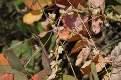 Cuscuta lupuliformis