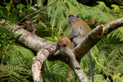 Macaca fascicularis