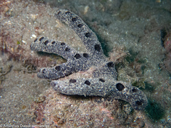 Chalinula parasimulans