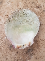 Spondylus gaederopus