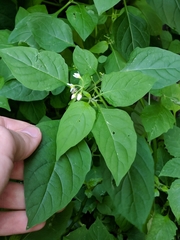 Solanum nigrum
