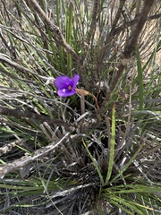 Patersonia occidentalis