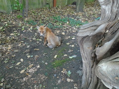 Vulpes vulpes crucigera