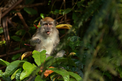 Macaca fascicularis