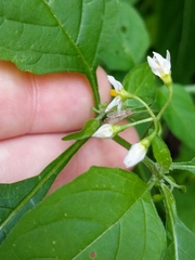 Solanum nigrum