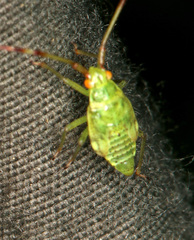 Pantilius tunicatus