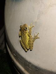 Osteopilus dominicensis