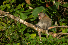 Macaca fascicularis