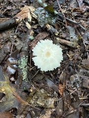 Russula crustosa