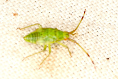 Pantilius tunicatus