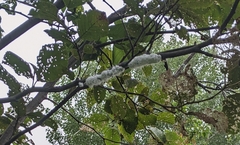 Prociphilus tessellatus