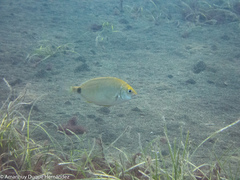 Diplodus annularis