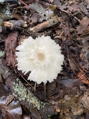 Russula crustosa