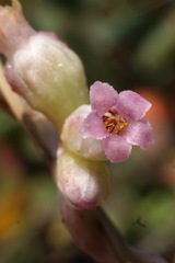 Cuscuta lupuliformis