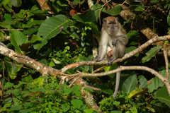 Macaca fascicularis