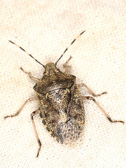Rhaphigaster nebulosa