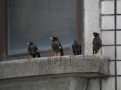 Acridotheres javanicus