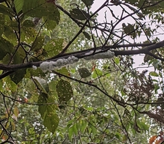 Prociphilus tessellatus