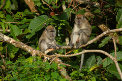 Macaca fascicularis