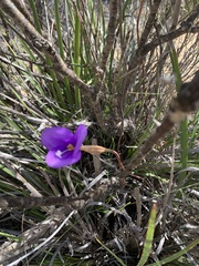 Patersonia occidentalis