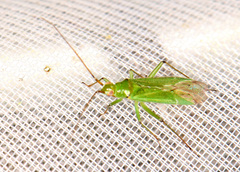 Blepharidopterus angulatus