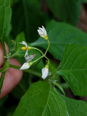 Solanum nigrum