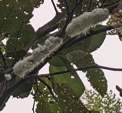 Prociphilus tessellatus